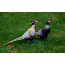 Natur Foam PHEASANT